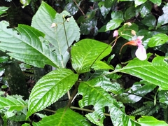 Impatiens flanaganiae