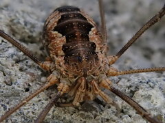 Phalangium opilio