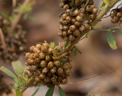 Cuscuta compacta