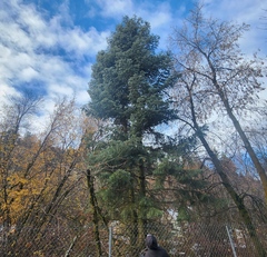 Abies concolor
