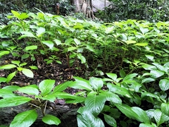 Impatiens hochstetteri