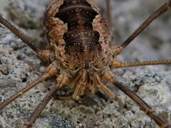 Phalangium opilio