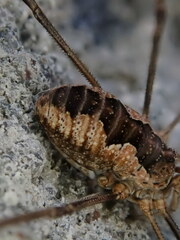 Phalangium opilio