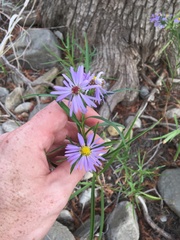Eurybia hemispherica
