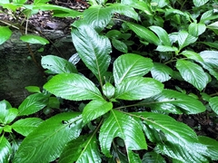 Impatiens hochstetteri