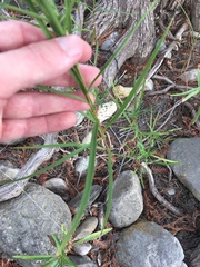 Eurybia hemispherica
