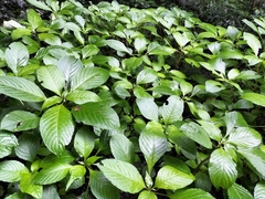Impatiens hochstetteri