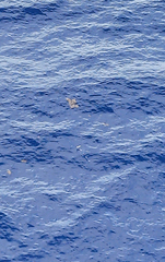 Cheilopogon melanurus