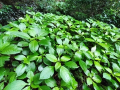 Impatiens hochstetteri