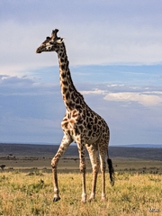 Giraffa camelopardalis