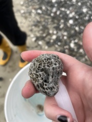 Dodecaceria fewkesi