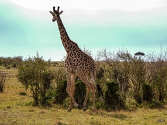 Giraffa camelopardalis