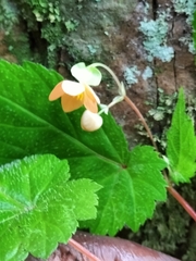 Begonia sutherlandii