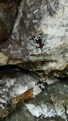 Micrathena raimondi