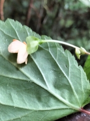 Begonia sutherlandii