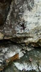 Micrathena raimondi