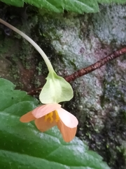 Begonia sutherlandii