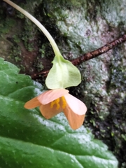 Begonia sutherlandii