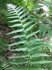 Amauropelta noveboracensis