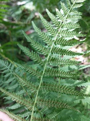 Amauropelta noveboracensis