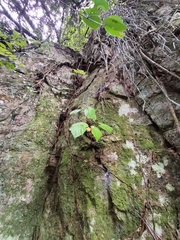 Begonia sutherlandii