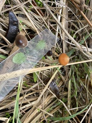 Psilocybe azurescens
