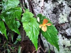 Begonia sutherlandii