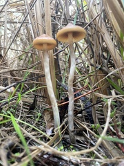 Psilocybe azurescens