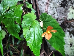 Begonia sutherlandii