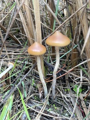 Psilocybe azurescens