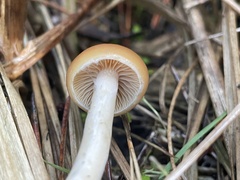 Psilocybe azurescens