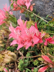 Alstroemeria ligtu
