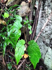 Begonia sutherlandii