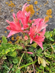 Alstroemeria ligtu