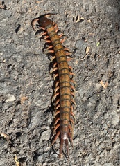 Scolopendra subspinipes