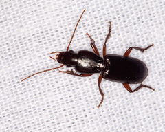 Stenomorphus californicus