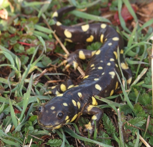 California Tiger Salamander