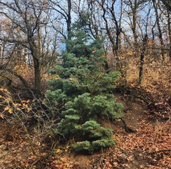 Abies concolor
