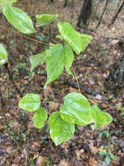 Clematis glaucophylla