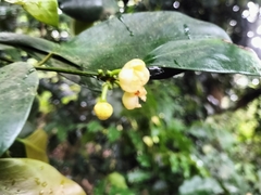 Elaeodendron croceum