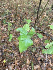 Clematis glaucophylla