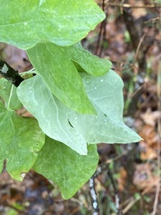 Clematis glaucophylla