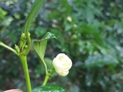Elaeodendron croceum