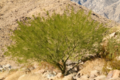 Parkinsonia microphylla