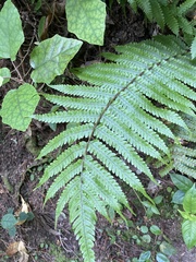 Brachyglottis repanda