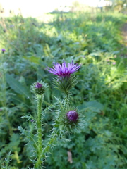 Carduus crispus