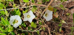 Convolvulus waitaha