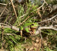 Hyla arborea