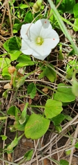 Convolvulus waitaha
