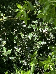 Hedycarya arborea